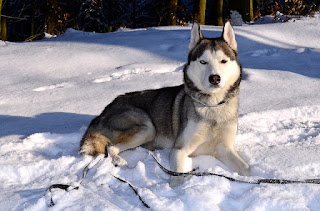 husky siberiano