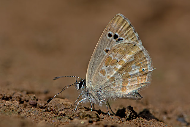 Tongeia ion the Black Spotted Cupid butterfly