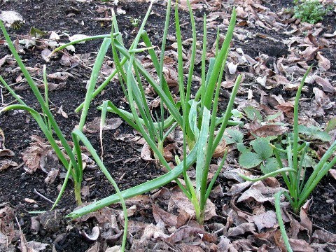 Garden Surprises