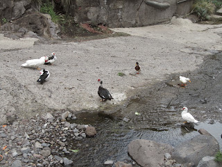 BARRIO DE LA ALEGRIA - MIRADOR PICO DEL INGLÉS - VALLESECO, Barranco de Valleseco