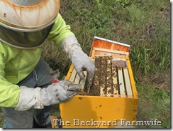 bees day one 12