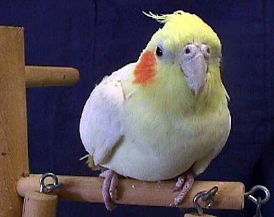 Cockatiel Bird Pictures