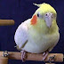 Cockatiel Bird Pictures
