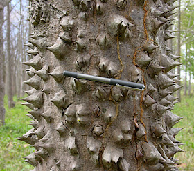 7 Pohon dengan Batang Duri Paling Berbahaya di Dunia - raxterbloom.blogspot.com
