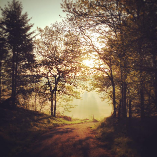 forest bathing, Limousin, creuse, de tout coeur limousin, meditation, mindfulness, relax, wellbeing, get outside, nature, forests, royere de vassiviere, 