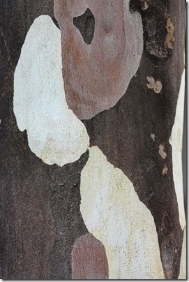 Eucalyptus bark