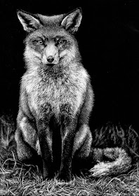 17-Fox-Melissa-Helene-Amazing-Expressions-in-Scratchboard-Animal-Portraits-www-designstack-co