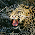 ICANN and the TLD jungle: when .amazon comes to a . 