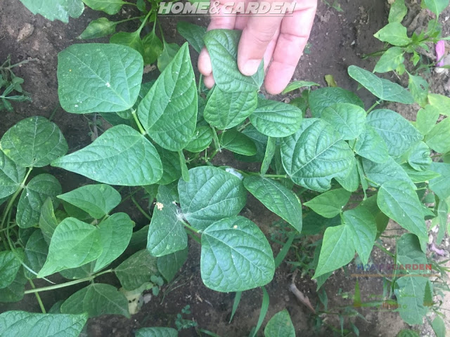 When watering, try to avoid getting the leaves wet as this can promote fungus or other damaging conditions that beans can be susceptible to. Most types of beans are somewhat drought resistant, but check the surface of the soil frequently and water when the top layer has become dried out.