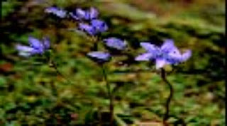 Tikta (Swertia cuneata )