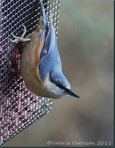 7-nuthatch