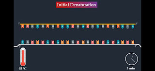 remove the double stranded cDNA to single stranded.