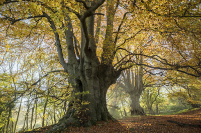  Fagus sylvatica