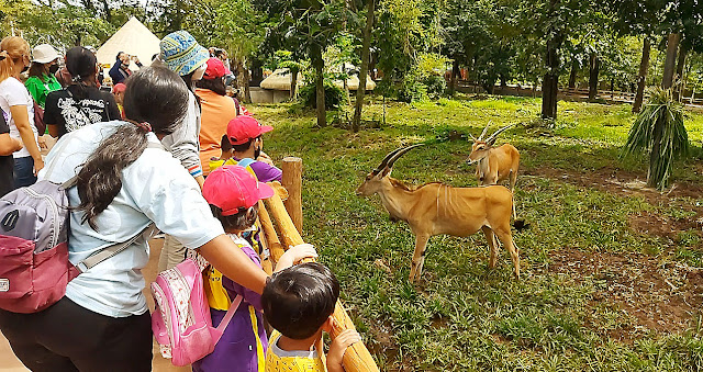 Program Safari Goes to School, Upaya Solo Safari Memperluas Wawasan Anak-anak tentang Dunia Hewan