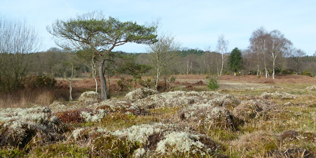 A picture of a conifer with ant hills in the foreground