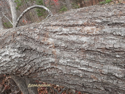 Липа амурская (Tilia amurensis)