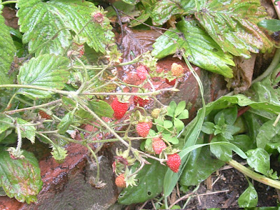 Photo of a bunch of red strawberries growing next to a low brick wall