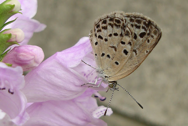 花と蝶,flower,butterfly