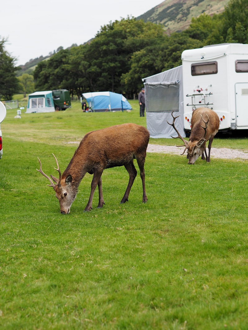 Deer grazing among the tents and campervans at Lochranza campsite