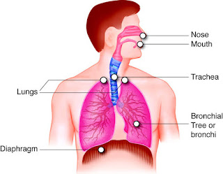 Lung diagram | Lungs image | Simple lungs diagram