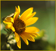 You Are the Sunshine of My Life