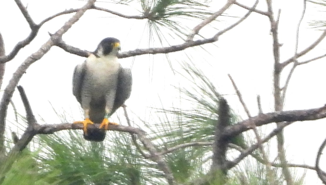 Bird & Travel Photos, Birding Sites, Bird Information PEREGRINE FALCON