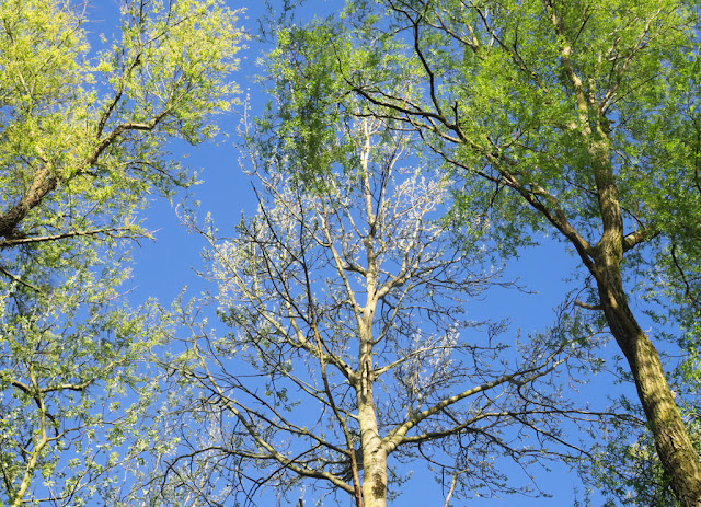 Wood canopy with fresh growth of willow and birch