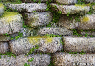 Pared rocosa, detalle