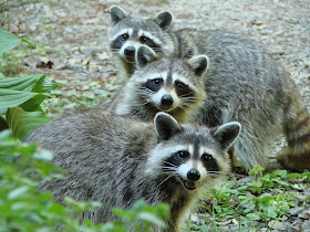 Raccoons picture