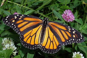 Image of a monarch butterfly on clover