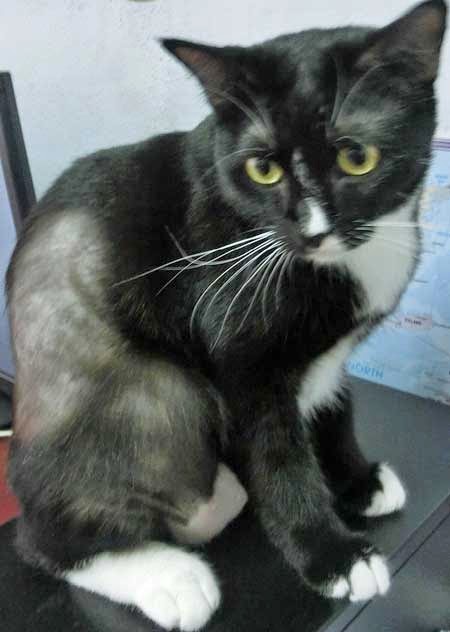 Blog About Cats: Hair Loss in Cats