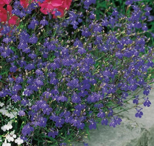 Lobelia Saphire Trailing