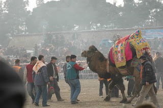 a camel with the handlers