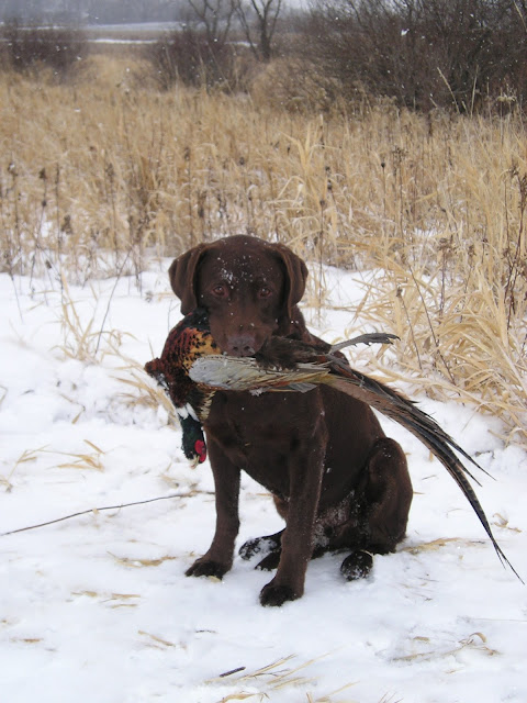 Female gundog Labrador retriever