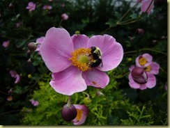 garden fall anemones