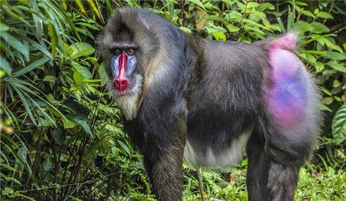 Khỉ mandrill