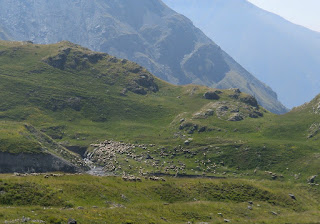 The area around Camp des Fourches is summer pasture for sheep