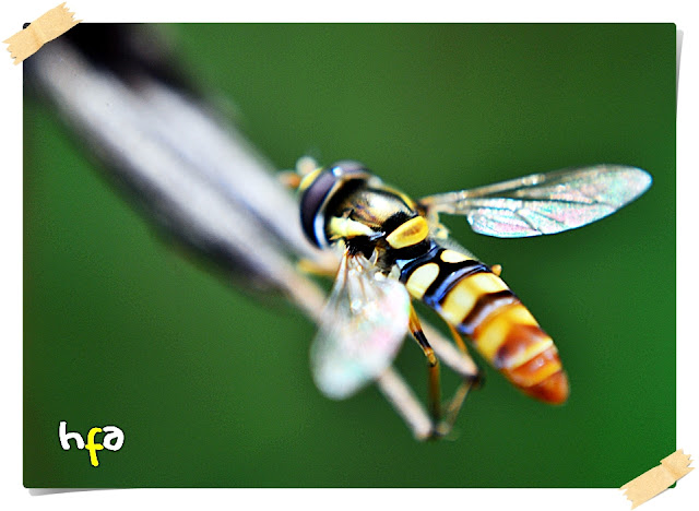 serangga kecil seperti lalat dan lebah/penyangat sering memiliki warna cerah dan menarik