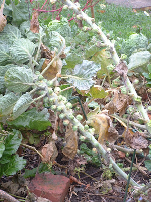 Brussels sprouts plants partly fallen over