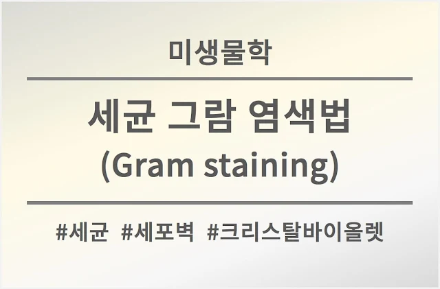 세균-그람염색