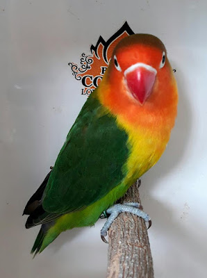 Memahami Struktur Bulu pada Lovebird