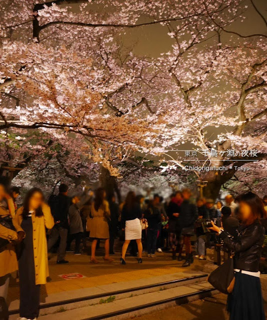 千鳥ヶ淵緑道の夜桜