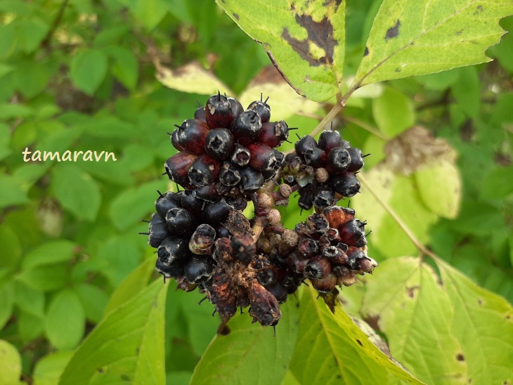 Свободноягодник сидячецветковый (Acanthopanax sessiliflorus, =Eleutherococcus sessiliflorus)