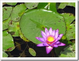 0138 Nepal - Lumbini