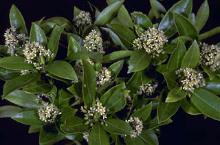 flores navideñas