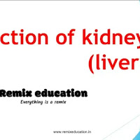 Function of kidney (liver) PPT | PDF