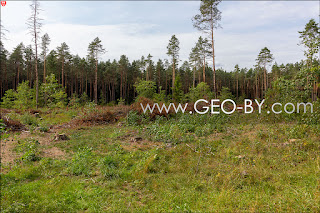 Deforestation at Skorodne