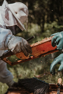 What happens to bees in the winter