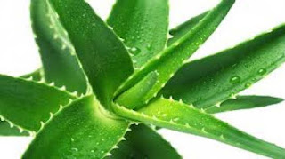 how-to-use-aloevera-tree-home-remedies