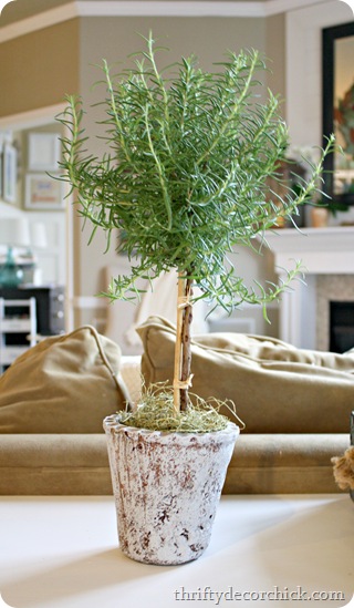 rosemary topiary
